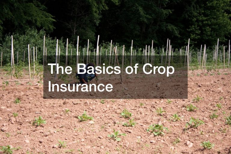 The Basics of Crop Insurance